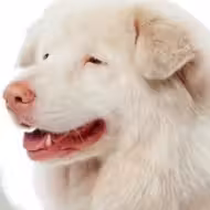 Hima